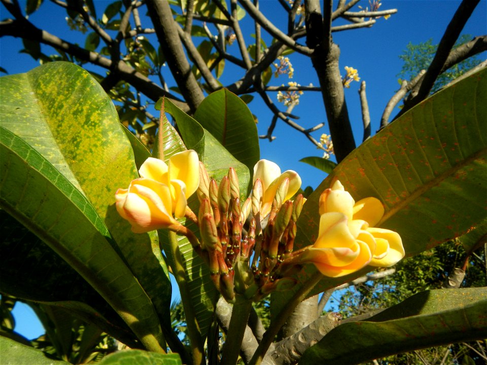 Apocynaceae Kalachuchi Plumeria acuminata W. T. Ait. Temple Flower, Frangipani Da ji hua Plumeria rubra f. lutea Plumeria rubra in the Philippines Barangays Canalate 14°50'8"N 120°48'12"E and Santiag photo