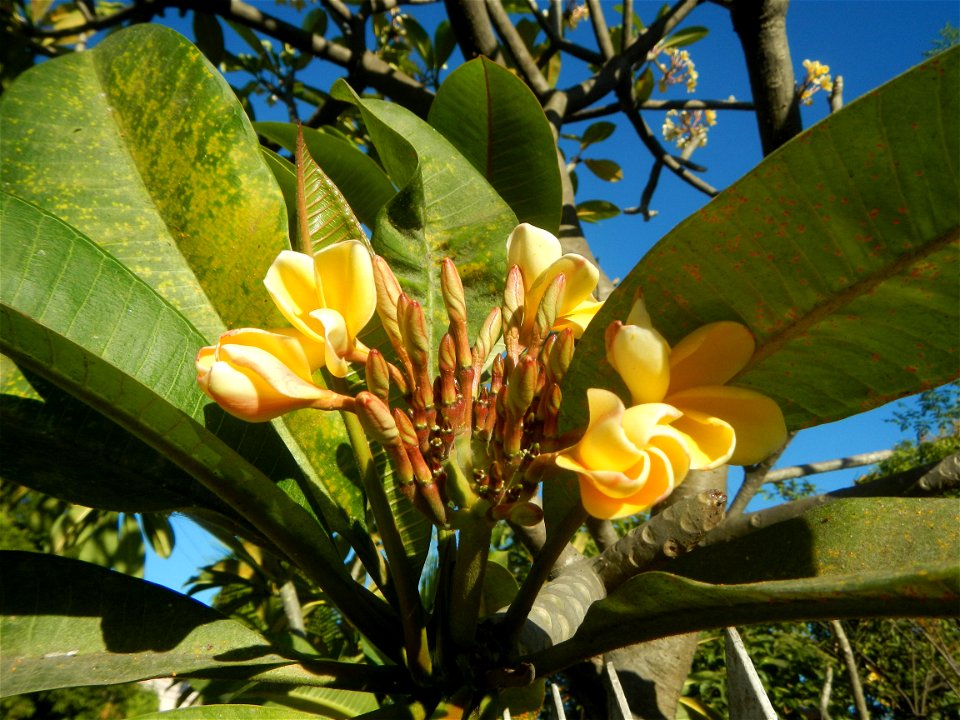 Apocynaceae Kalachuchi Plumeria acuminata W. T. Ait. Temple Flower, Frangipani Da ji hua Plumeria rubra f. lutea Plumeria rubra in the Philippines Barangays Canalate  14°50'8"N 120°48'12"E and Santiag