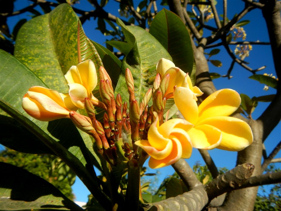 Apocynaceae Kalachuchi Plumeria acuminata W. T. Ait. Temple Flower, Frangipani Da ji hua Plumeria rubra f. lutea Plumeria rubra in the Philippines Barangays Canalate 14°50'8"N 120°48'12"E and Santiag photo