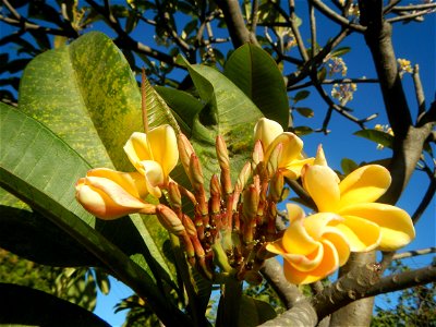 Apocynaceae Kalachuchi Plumeria acuminata W. T. Ait. Temple Flower, Frangipani Da ji hua Plumeria rubra f. lutea Plumeria rubra in the Philippines Barangays Canalate 14°50'8"N 120°48'12"E and Santiag photo