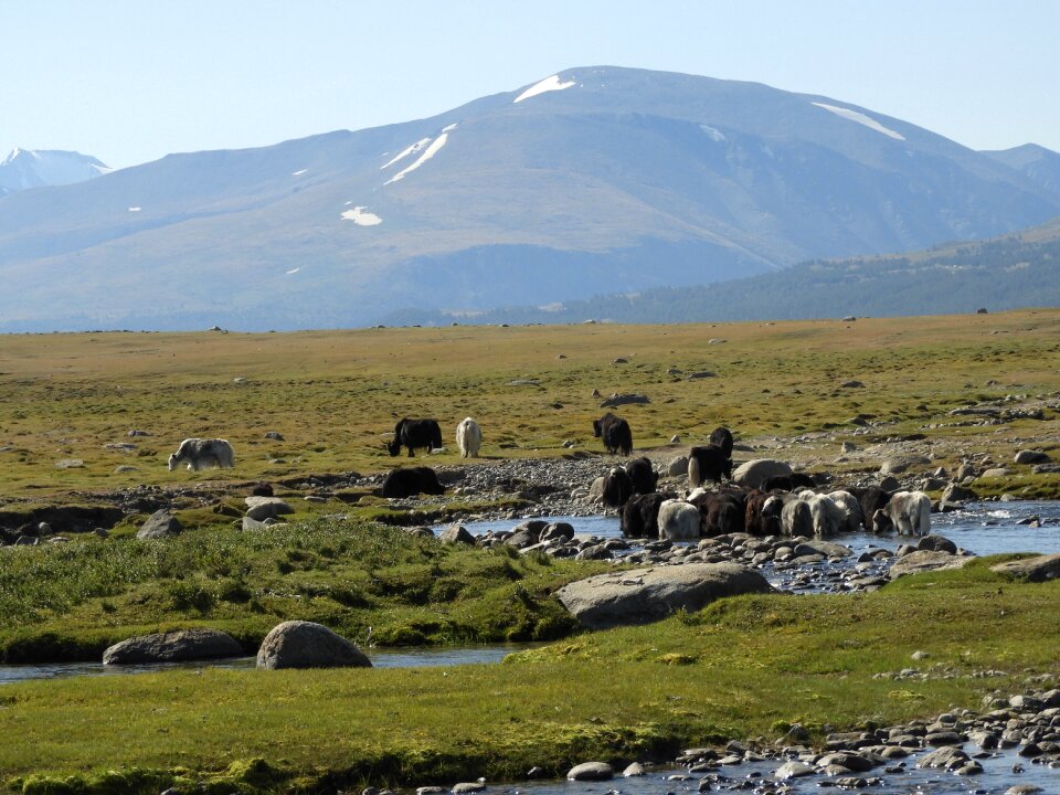 Alpine meadow cattle mountains