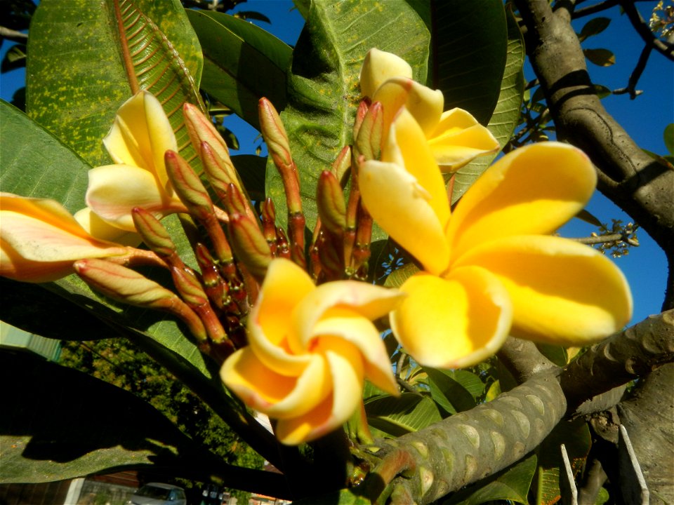 Apocynaceae Kalachuchi Plumeria acuminata W. T. Ait. Temple Flower, Frangipani Da ji hua Plumeria rubra f. lutea Plumeria rubra in the Philippines Barangays Canalate  14°50'8"N 120°48'12"E and Santiag
