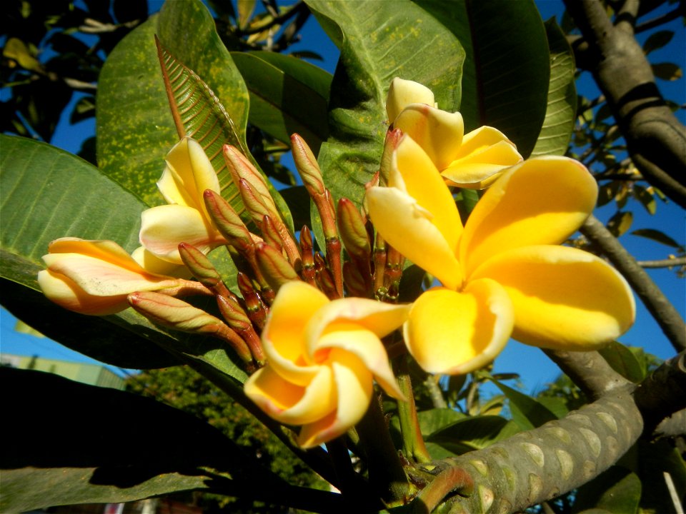 Apocynaceae Kalachuchi Plumeria acuminata W. T. Ait. Temple Flower, Frangipani Da ji hua Plumeria rubra f. lutea Plumeria rubra in the Philippines Barangays Canalate  14°50'8"N 120°48'12"E and Santiag