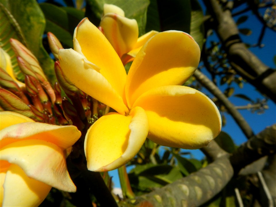 Apocynaceae Kalachuchi Plumeria acuminata W. T. Ait. Temple Flower, Frangipani Da ji hua Plumeria rubra f. lutea Plumeria rubra in the Philippines Barangays Canalate  14°50'8"N 120°48'12"E and Santiag