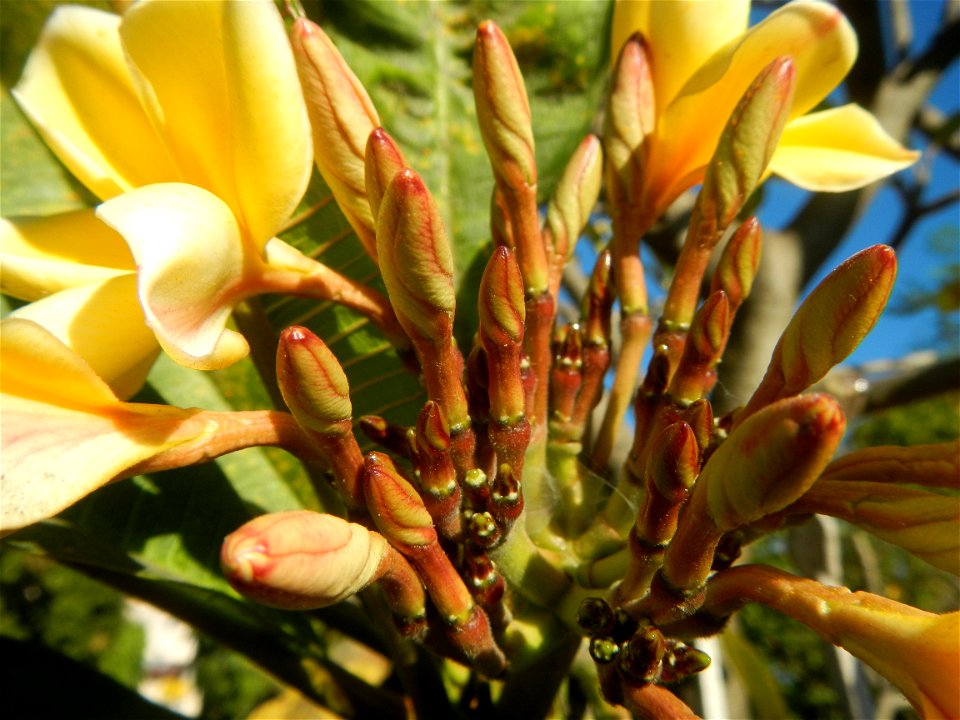 Apocynaceae Kalachuchi Plumeria acuminata W. T. Ait. Temple Flower, Frangipani Da ji hua Plumeria rubra f. lutea Plumeria rubra in the Philippines Barangays Canalate  14°50'8"N 120°48'12"E and Santiag