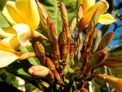 Apocynaceae Kalachuchi Plumeria acuminata W. T. Ait. Temple Flower, Frangipani Da ji hua Plumeria rubra f. lutea Plumeria rubra in the Philippines Barangays Canalate 14°50'8"N 120°48'12"E and Santiag photo