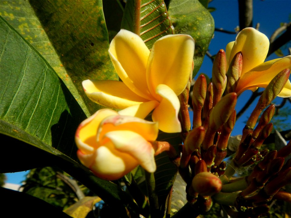 Apocynaceae Kalachuchi Plumeria acuminata W. T. Ait. Temple Flower, Frangipani Da ji hua Plumeria rubra f. lutea Plumeria rubra in the Philippines Barangays Canalate 14°50'8"N 120°48'12"E and Santiag photo