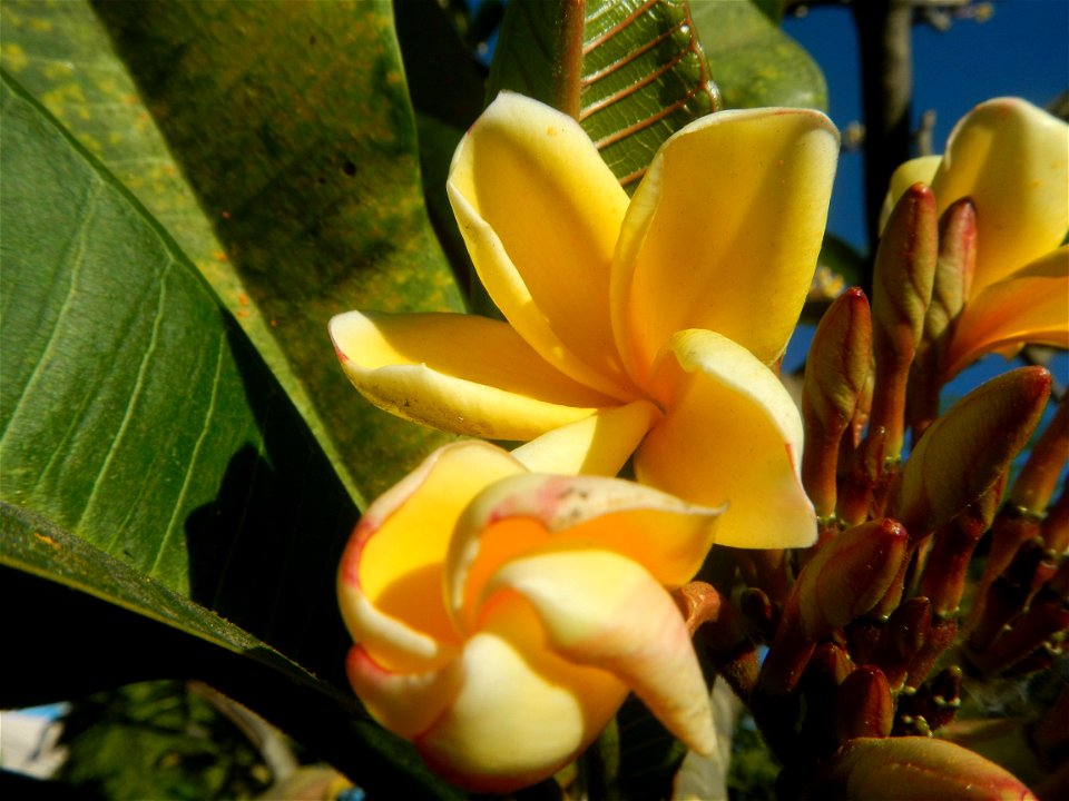 Apocynaceae Kalachuchi Plumeria acuminata W. T. Ait. Temple Flower, Frangipani Da ji hua Plumeria rubra f. lutea Plumeria rubra in the Philippines Barangays Canalate  14°50'8"N 120°48'12"E and Santiag
