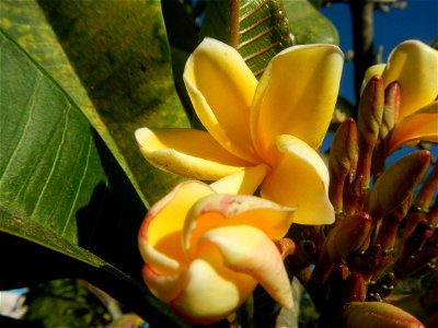 Apocynaceae Kalachuchi Plumeria acuminata W. T. Ait. Temple Flower, Frangipani Da ji hua Plumeria rubra f. lutea Plumeria rubra in the Philippines Barangays Canalate 14°50'8"N 120°48'12"E and Santiag photo