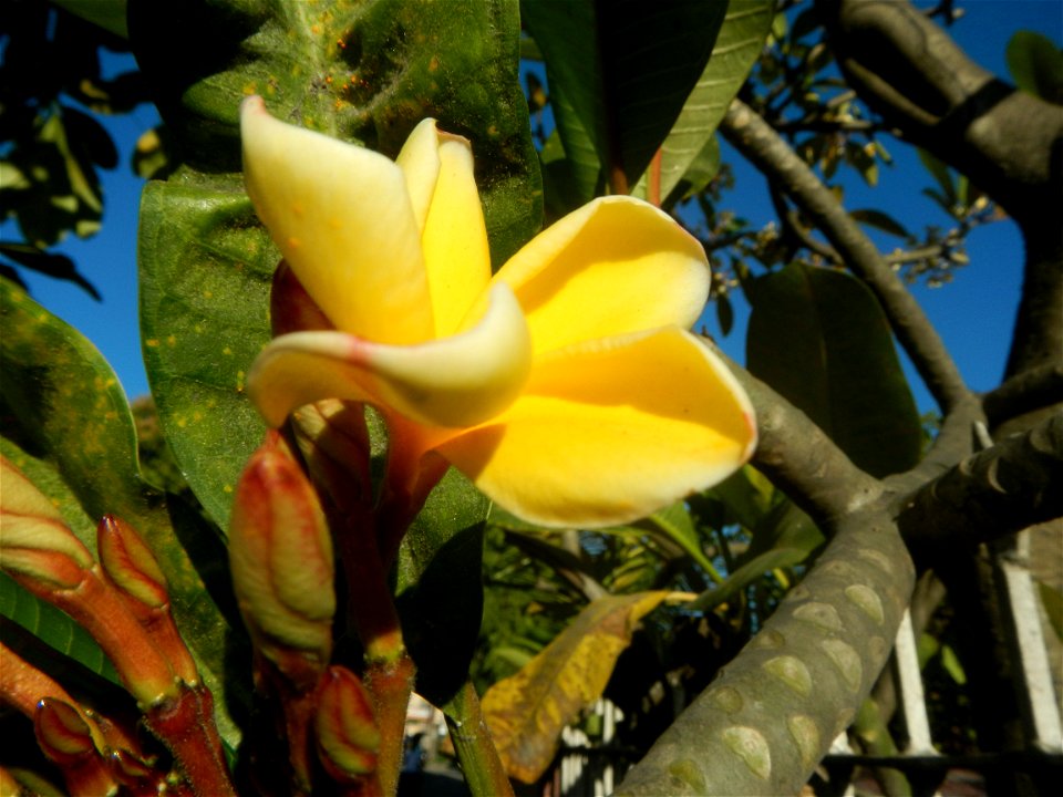 Apocynaceae Kalachuchi Plumeria acuminata W. T. Ait. Temple Flower, Frangipani Da ji hua Plumeria rubra f. lutea Plumeria rubra in the Philippines Barangays Canalate  14°50'8"N 120°48'12"E and Santiag