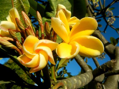 Apocynaceae Kalachuchi Plumeria acuminata W. T. Ait. Temple Flower, Frangipani Da ji hua Plumeria rubra f. lutea Plumeria rubra in the Philippines Barangays Canalate 14°50'8"N 120°48'12"E and Santiag photo