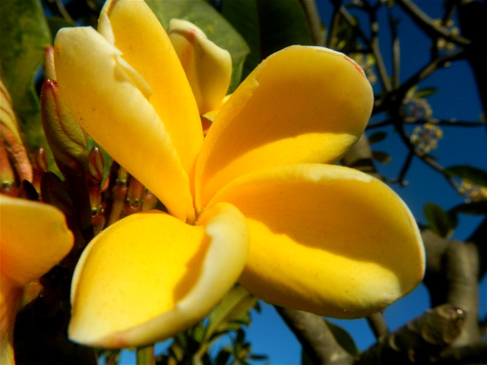 Apocynaceae Kalachuchi Plumeria acuminata W. T. Ait. Temple Flower, Frangipani Da ji hua Plumeria rubra f. lutea Plumeria rubra in the Philippines Barangays Canalate  14°50'8"N 120°48'12"E and Santiag