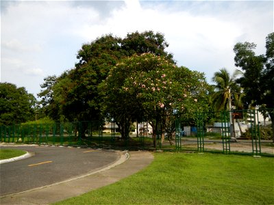 Adenium - Kalachuchi, Plumeria rubra, Plumiera acuminata temple flower: Philippine Herbal Medicine - Clark Freeport Zone inside and part of the Fort Stotsenburg is situated at Barangay Sapang Bato nam photo