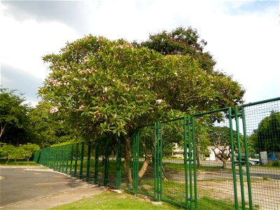 Adenium - Kalachuchi, Plumeria rubra, Plumiera acuminata temple flower: Philippine Herbal Medicine - Clark Freeport Zone inside and part of the Fort Stotsenburg is situated at Barangay Sapang Bato nam photo