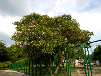Adenium - Kalachuchi, Plumeria rubra, Plumiera acuminata temple flower: Philippine Herbal Medicine - Clark Freeport Zone inside and part of the Fort Stotsenburg is situated at Barangay Sapang Bato nam