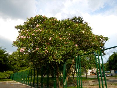 Adenium - Kalachuchi, Plumeria rubra, Plumiera acuminata temple flower: Philippine Herbal Medicine - Clark Freeport Zone inside and part of the Fort Stotsenburg is situated at Barangay Sapang Bato nam photo