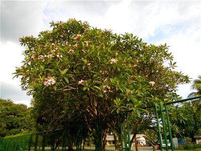 Adenium - Kalachuchi, Plumeria rubra, Plumiera acuminata temple flower: Philippine Herbal Medicine - Clark Freeport Zone inside and part of the Fort Stotsenburg is situated at Barangay Sapang Bato nam photo