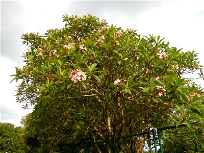 Adenium - Kalachuchi, Plumeria rubra, Plumiera acuminata temple flower: Philippine Herbal Medicine - Clark Freeport Zone inside and part of the Fort Stotsenburg is situated at Barangay Sapang Bato nam photo