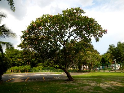 Adenium - Kalachuchi, Plumeria rubra, Plumiera acuminata temple flower: Philippine Herbal Medicine - Clark Freeport Zone inside and part of the Fort Stotsenburg is situated at Barangay Sapang Bato nam photo