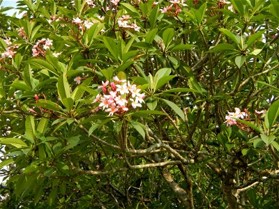 Adenium - Kalachuchi, Plumeria rubra, Plumiera acuminata temple flower: Philippine Herbal Medicine - Clark Freeport Zone inside and part of the Fort Stotsenburg is situated at Barangay Sapang Bato nam photo