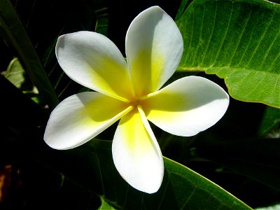 Image title: Frangipani blossom
Image from Public domain images website, http://www.public-domain-image.com/full-image/flora-plants-public-domain-images-pictures/flowers-public-domain-images-pictures/