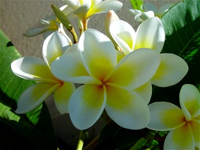Image title: Frangipani cluster
Image from Public domain images website, http://www.public-domain-image.com/full-image/flora-plants-public-domain-images-pictures/flowers-public-domain-images-pictures/