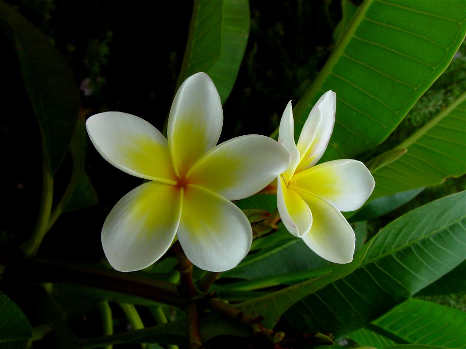 Image title: Frangipani flower plumeria
Image from Public domain images website, http://www.public-domain-image.com/full-image/flora-plants-public-domain-images-pictures/flowers-public-domain-images-p
