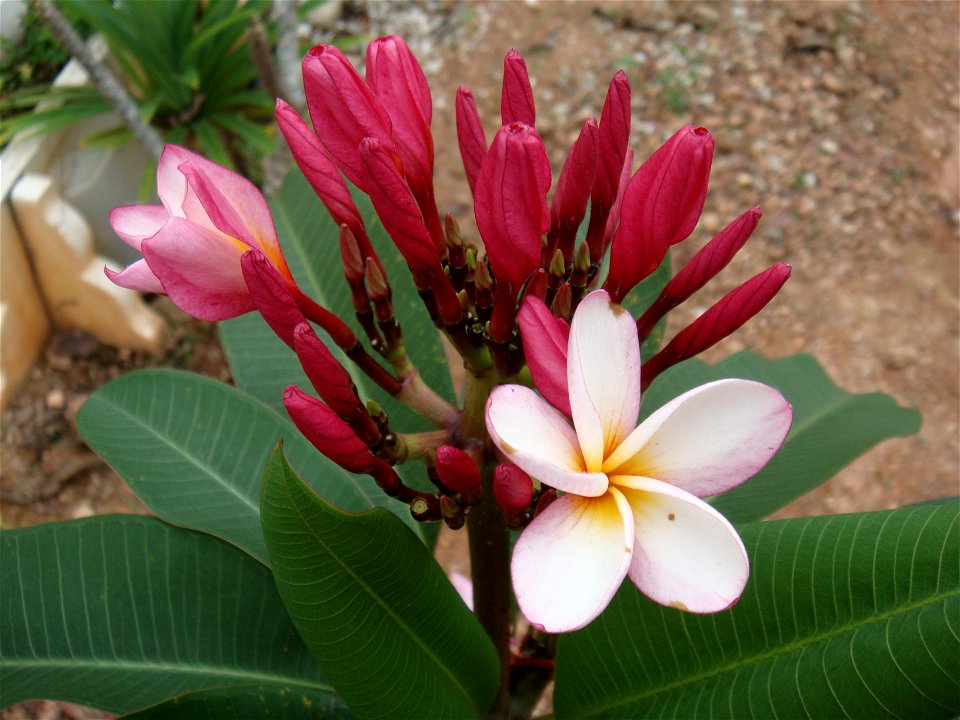 Bunga kemboja merah.