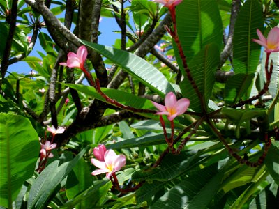 Picture of Frangipani tree in Guadeloupe photo