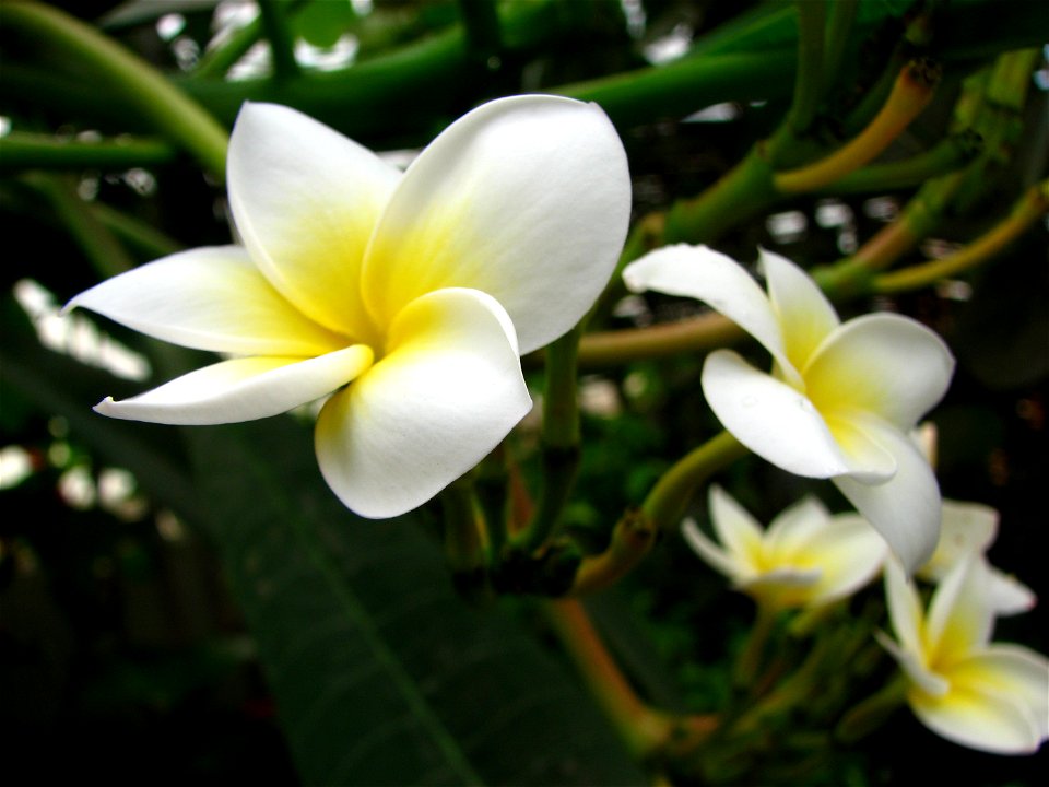 Plumeria rubra photo