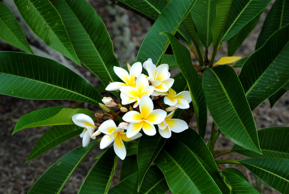 Inflorescence and foliage of Plumeria rubra.