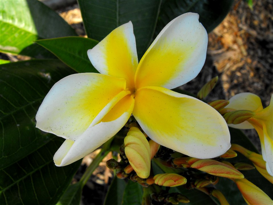 Plumeria rubra at the San Diego Zoo, California, USA. Identified by sign.