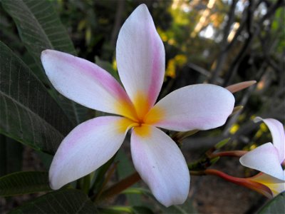 Plumeria 'Slaughter Pink' at the San Diego Zoo, California, USA. Identified by sign. photo