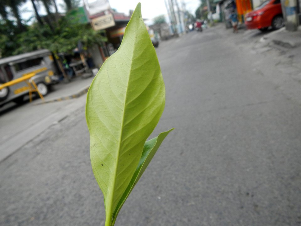 Gardenia jasminoides  Rubiaceae Rosal Gardenia jasminoides Ellis GARDENIA Chih-tzu Gardenia (Gardenia augusta) Dagupan’s official flower. Poblacion, Baliuag, Bulacan Category:Sitios and puroks of the 