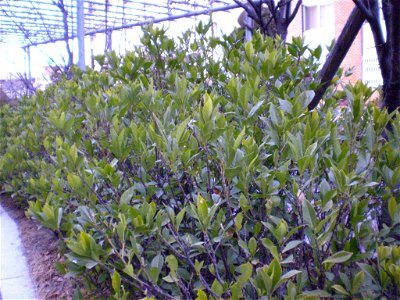 Winter foliage of Gardenia jasminoides on the DNUE campus in Daegu, South Korea.
