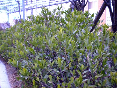 Winter foliage of Gardenia jasminoides on the DNUE campus in Daegu, South Korea. photo