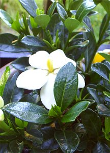 Gardenia jasminoides, common name 'Fragrant Star'. photo