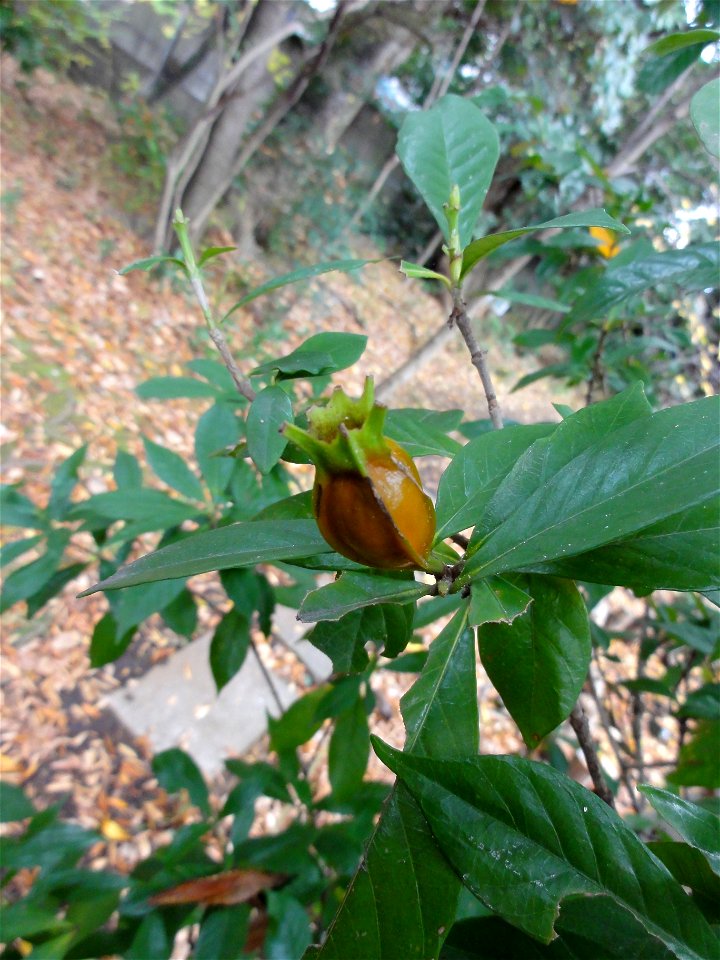 コクチナシ[小梔子][Gardenia jasminoides Ellis var. radicans Makino]-実02
