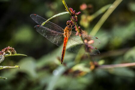 Nature mood green dragon photo