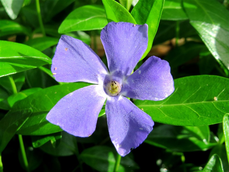 Kleines Immergrün (Vinca minor) im Bürgerpark Saarbrücken