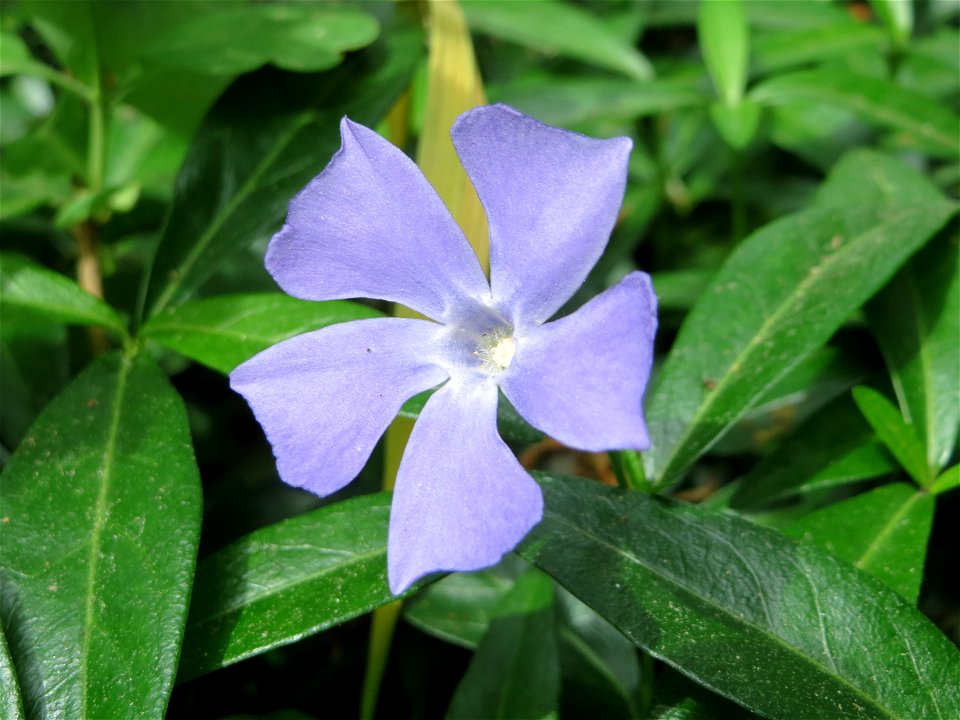 Kleines Immergrün (Vinca minor) im Landschaftsschutzgebiet Schwetzinger Schloßgarten und Umgebung
