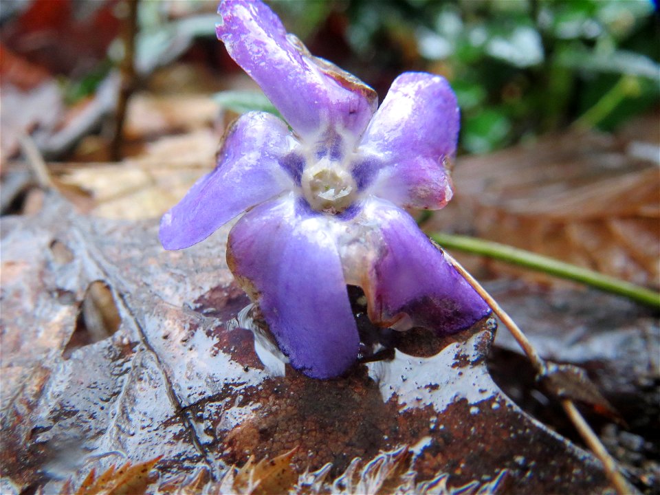 Kleines Immergrün (Vinca minor) im Steinbachtal