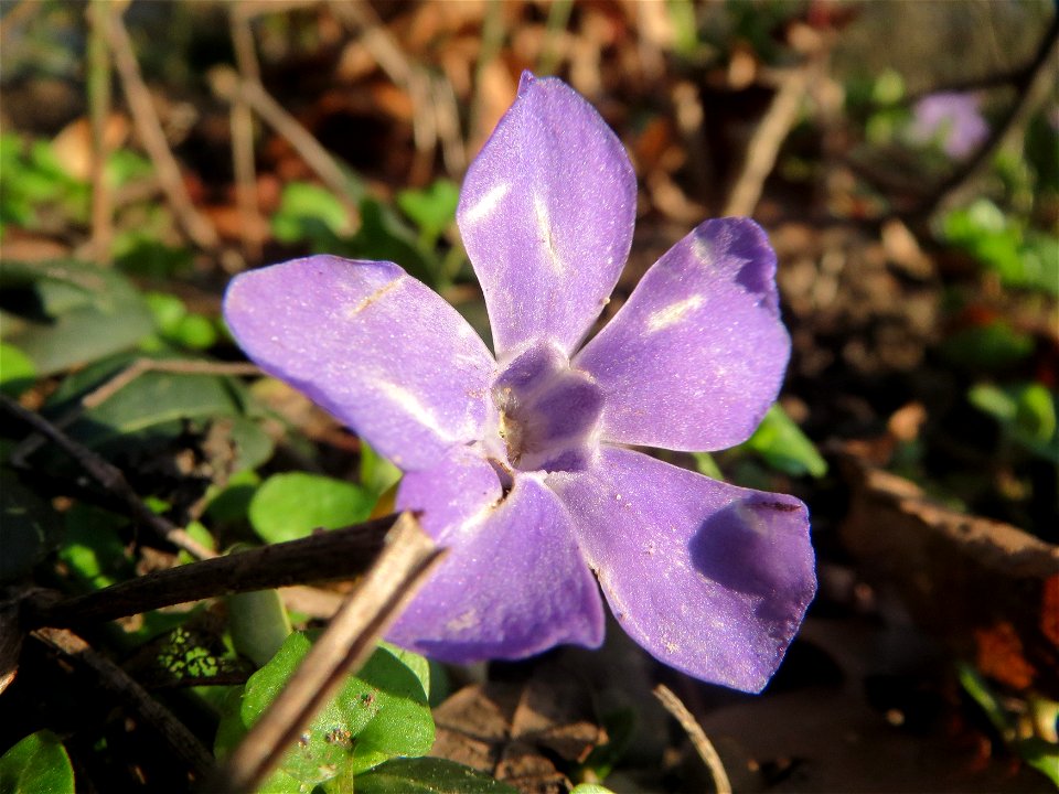 Kleines Immergrün (Vinca minor) im Landesgartenschaupark Hockenheim