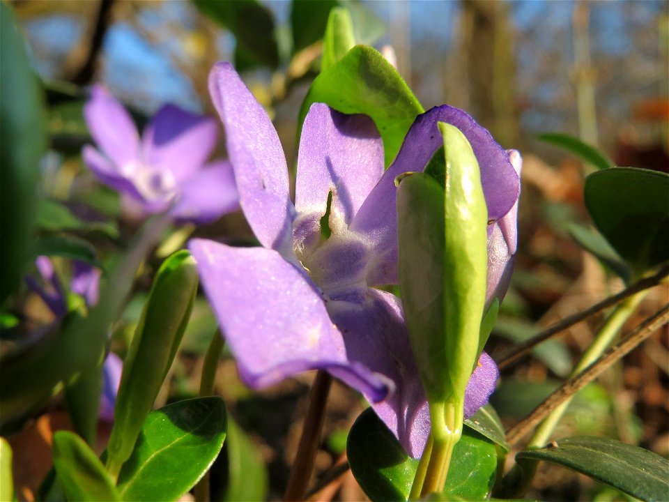 Kleines Immergrün (Vinca minor) im Landesgartenschaupark Hockenheim
