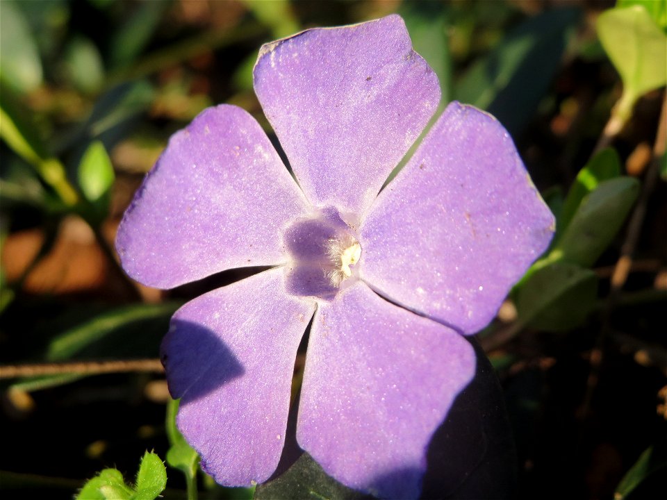 Kleines Immergrün (Vinca minor) im Landesgartenschaupark Hockenheim