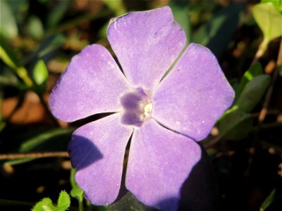 Kleines Immergrün (Vinca minor) im Landesgartenschaupark Hockenheim photo