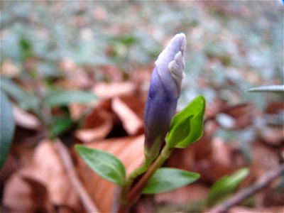 Kleines Immergrün (Vinca minor) im Schwetzinger Hardt photo