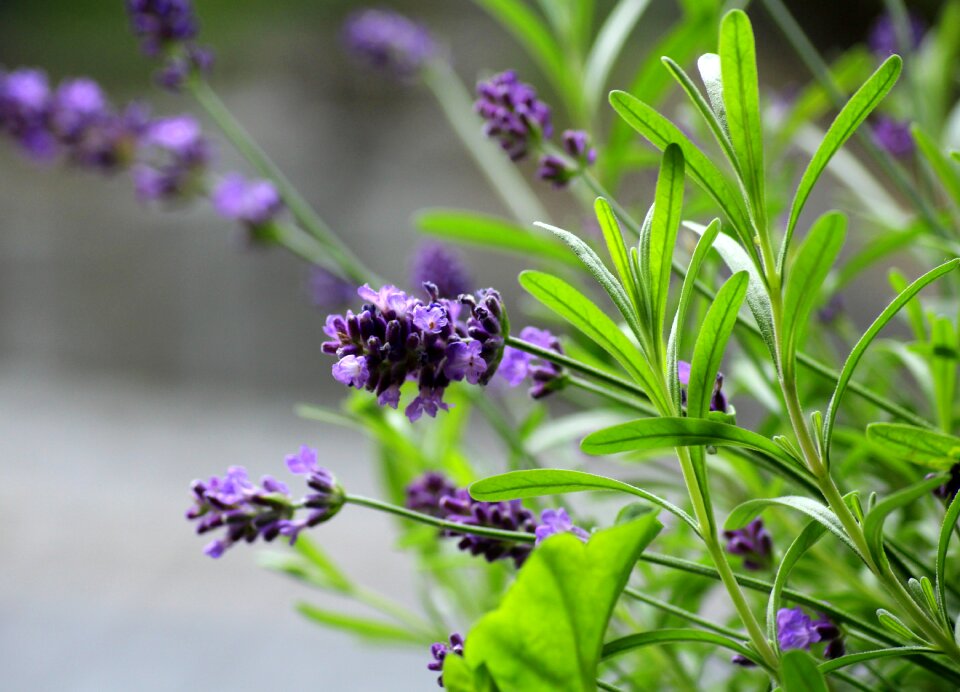 Purple flowers figure nature
