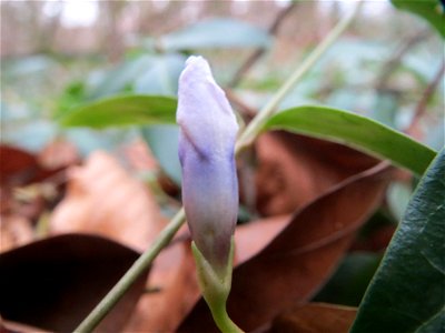 Kleines Immergrün (Vinca minor) im Schwetzinger Hardt