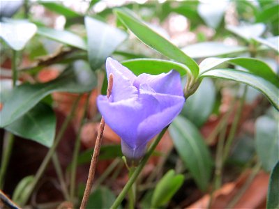 Kleines Immergrün (Vinca minor) im Schwetzinger Hardt
